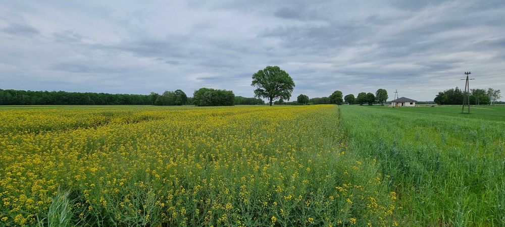 Działka budowlana 2200 m² – WZ wydane / Jadwinów