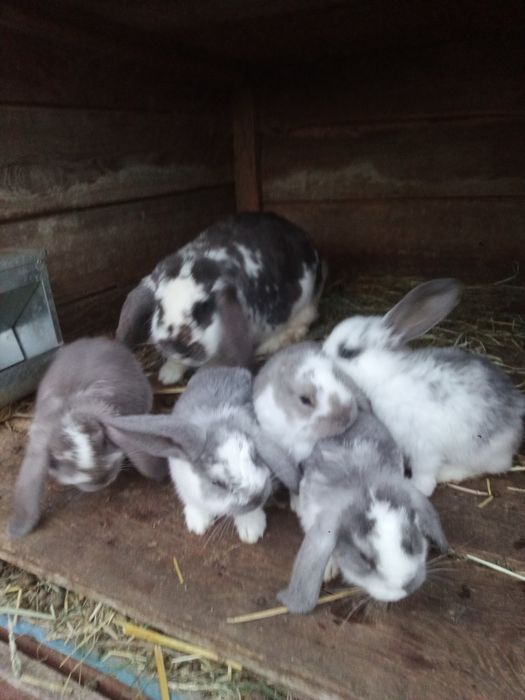 Baran barany francuskie króliki