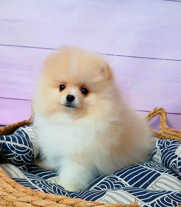 Хлопчик кремового кольору 2,5 місяці