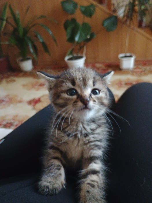 Отдам котенка в добрые руки