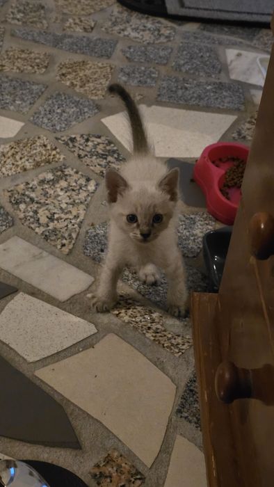 Gatinhos para adoção responsável