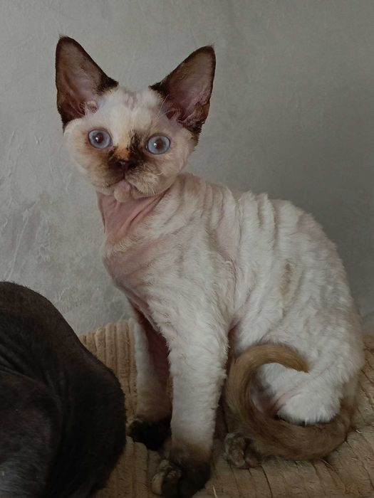 Urocza koteczka Devon Rex (rodowód FPL)