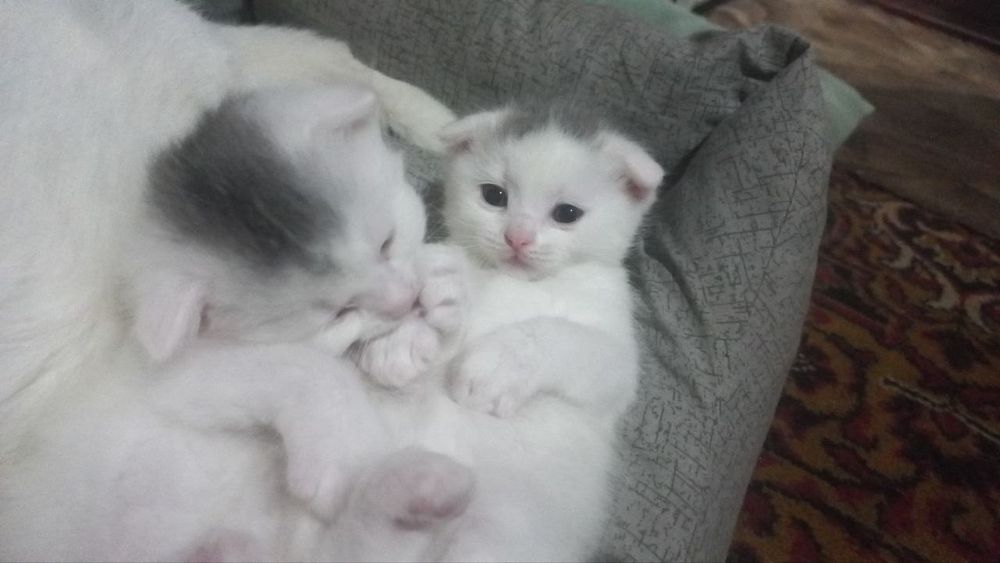 Висловуха дівчинка