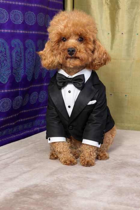 Хлопчик пудель 1рік