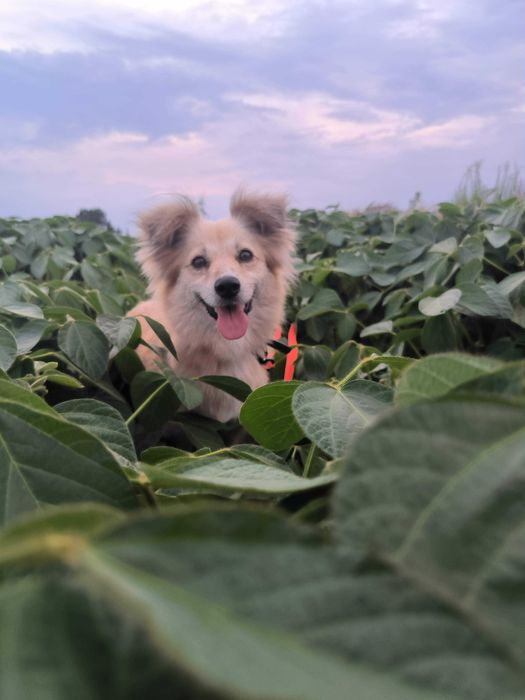 Київ! Увага! Шукаємо Жульєт