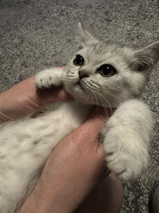 Шотландські кошенята