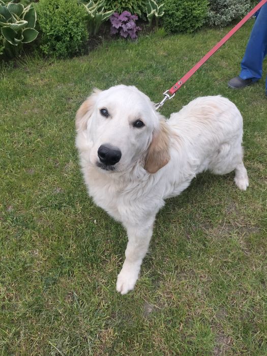 Pies Golden Retriever