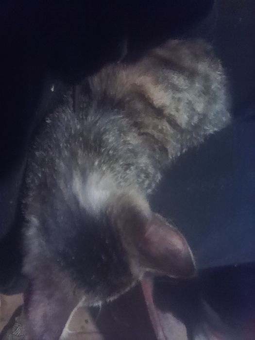 Віддаю в добрих руках