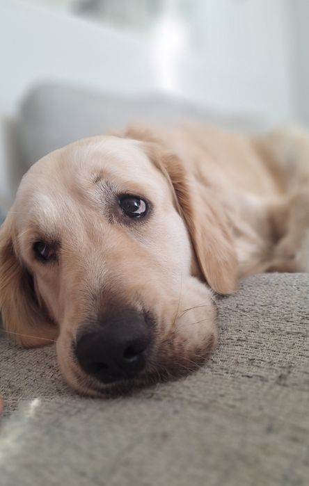 Oddam psa golden retriviera