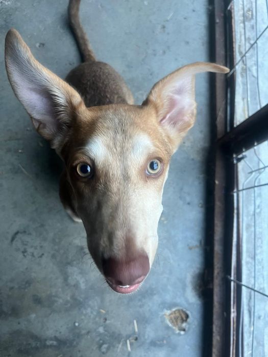 Szczeniak 8 miesięcy szuka domu! Tadzik do adopcji!
