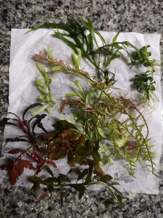 Plantas Aquário - 15 pés Podas de Aquário