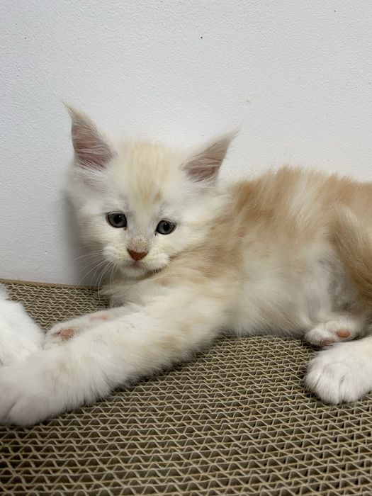 Maine coon kremowy kocurek linia shaded ze srebrem po pięknych rodzicach odbiór z początkoem grudnia