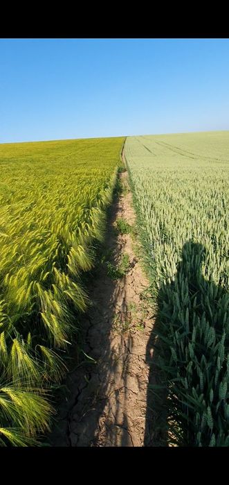 Сівалка Agrokalina KASI DMS 4.0