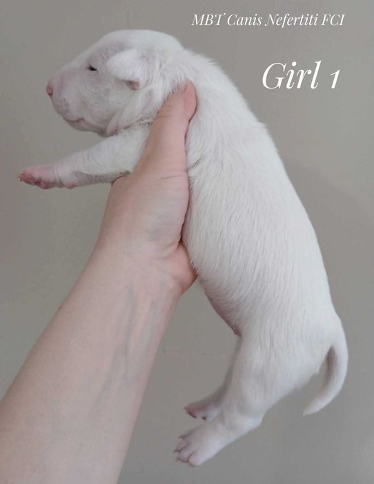 Bulterier Miniaturowy