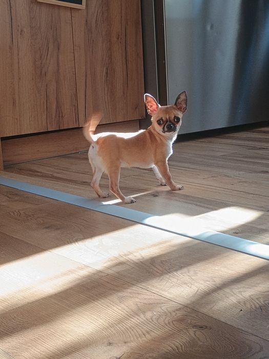 Chihuahua dziewczynka XXS, maleńka