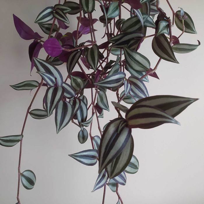 Trzykrotka roślina doniczkowa wisząca