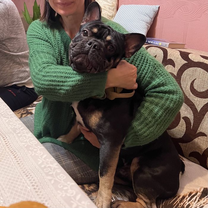 Вʼязка французького бульдога