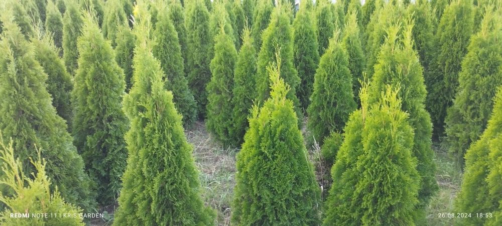 Tuja szmaragd  160-180 cm