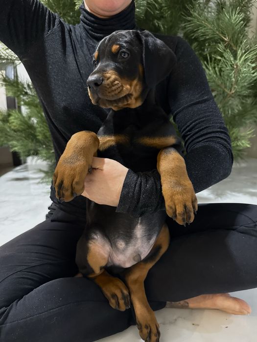 Щенки Добермана ТОП цуценя