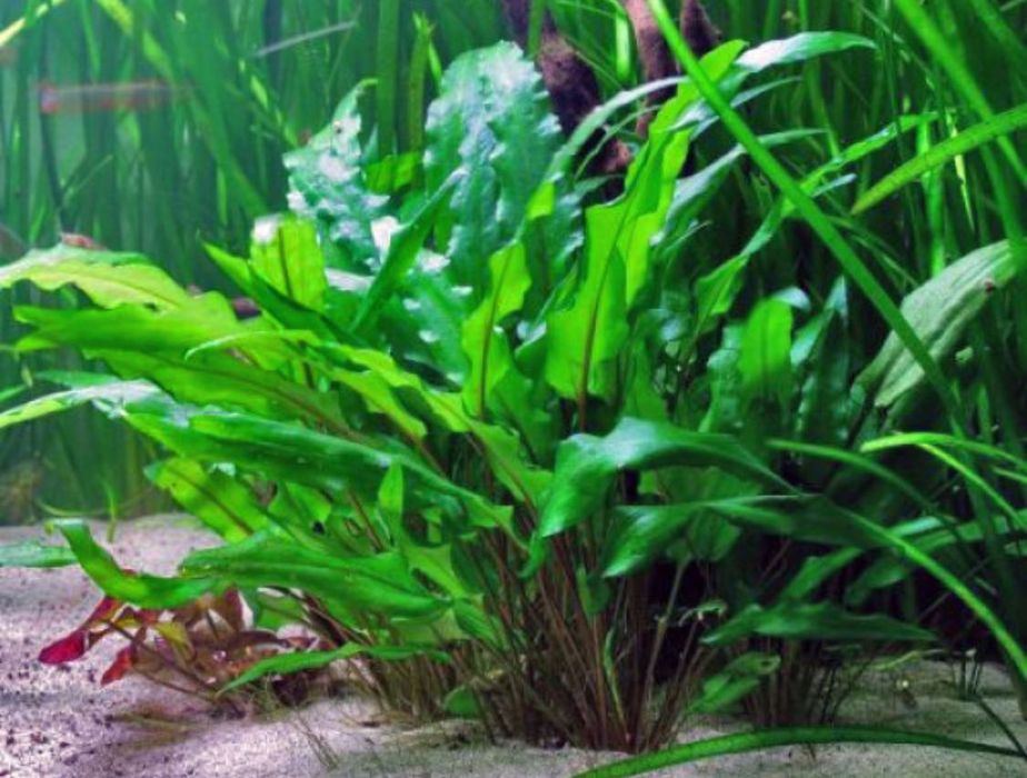 Акваріумні рослини