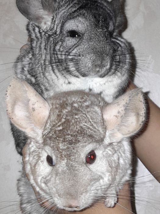 Дружелюбна  пухкенька ( сіра та біла] дівчинка