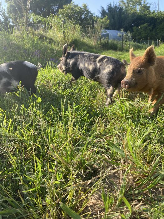 Kunekune - macho