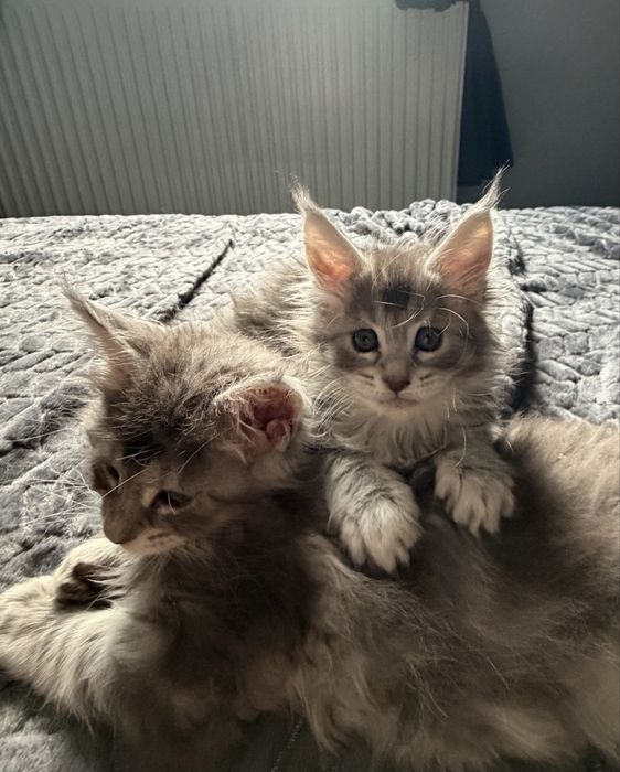 Kotka Maine Coon FPL