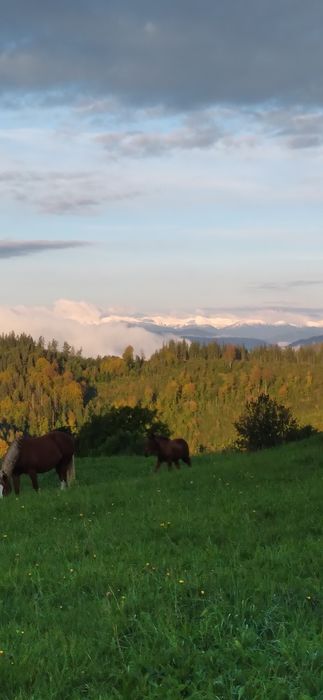 Продається земельна ділянка в горах .