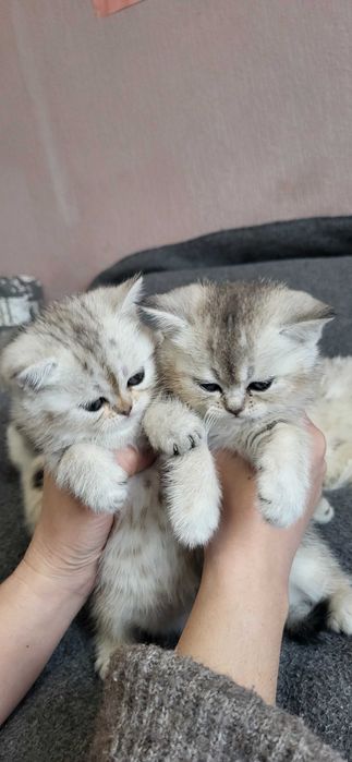 Шотландські кошенята