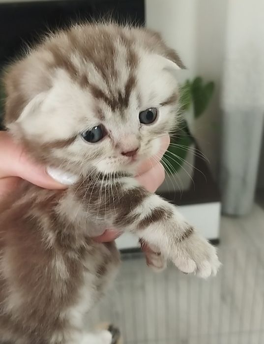 Котик весловухий. Шотландський