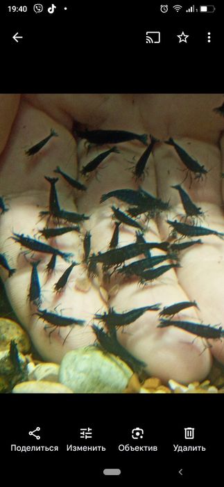 Неокардіни криветки