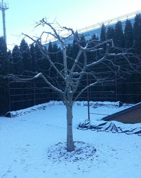 Профессиональная обрезка сада