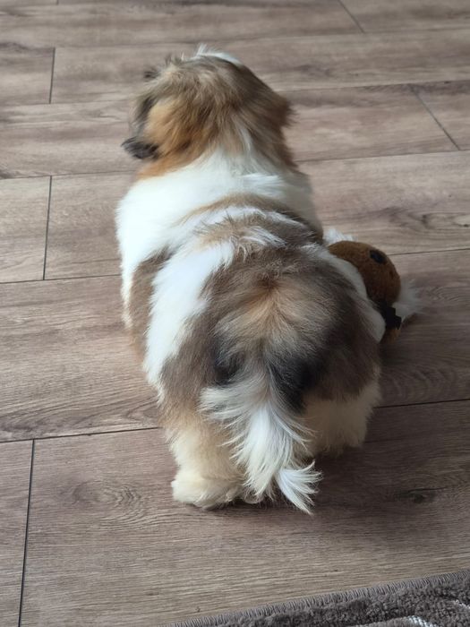 Shih tzu/Uroczy maluszek