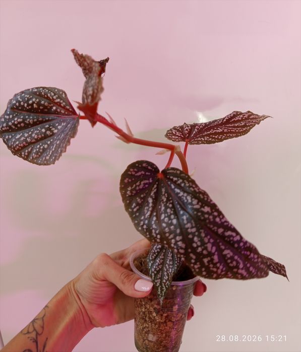 Piękna begonia maculata pink spot duża roślina