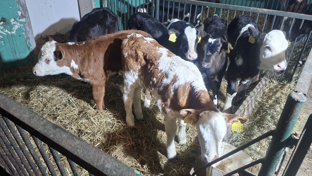 7 jałówek mięsnych