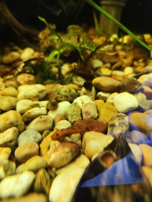 Ancintrus super red