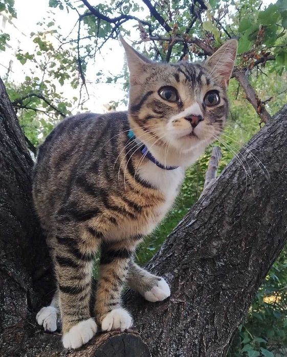 Котенок. Полосатый мальчик  9 месяцев . Привит.