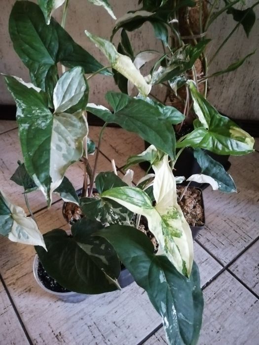 Продам сингониум Imperial White