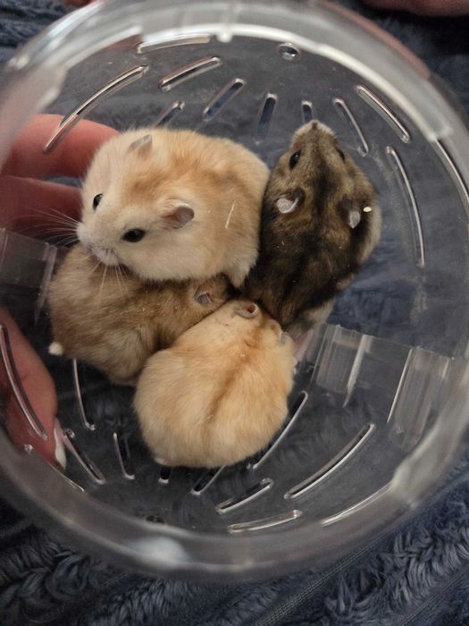 Джунгарские хомяки ( джунгарики)