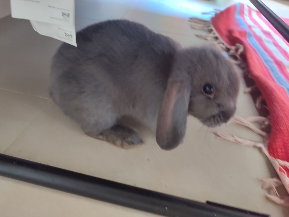 Coelhos mini lop ( coelhos anões  da raça com a orelha caída ) !!! leia a descrição !!!