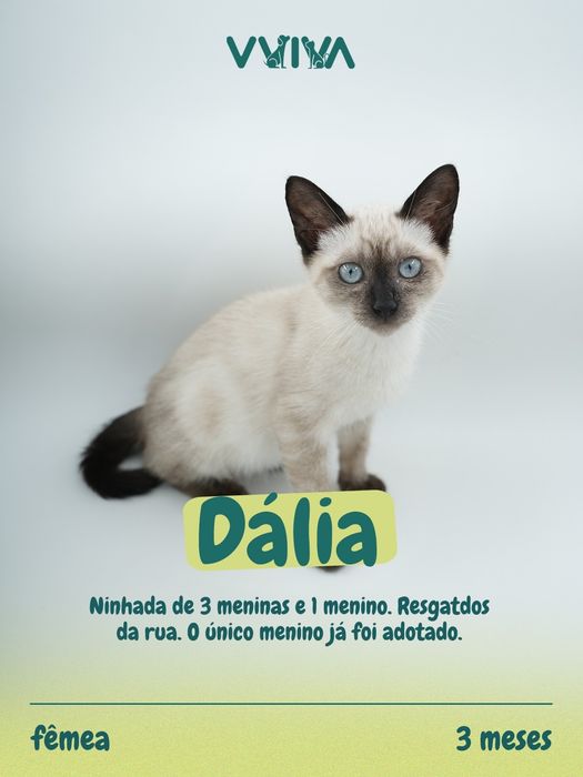 Para Adoção - Braga