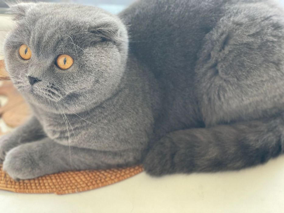 Продається кішечка