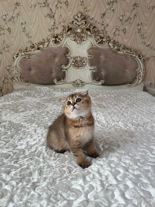 Шотландський котусик золота шиншила..Шотландські висловухі кошенята