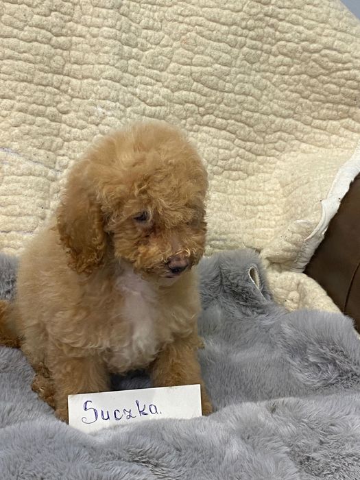 Sprzedam piękne cockapoo