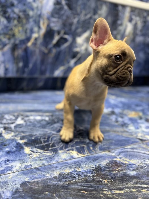 Французька дівчинка