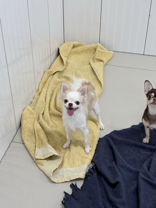 Chihuahua dziewczynka FCI