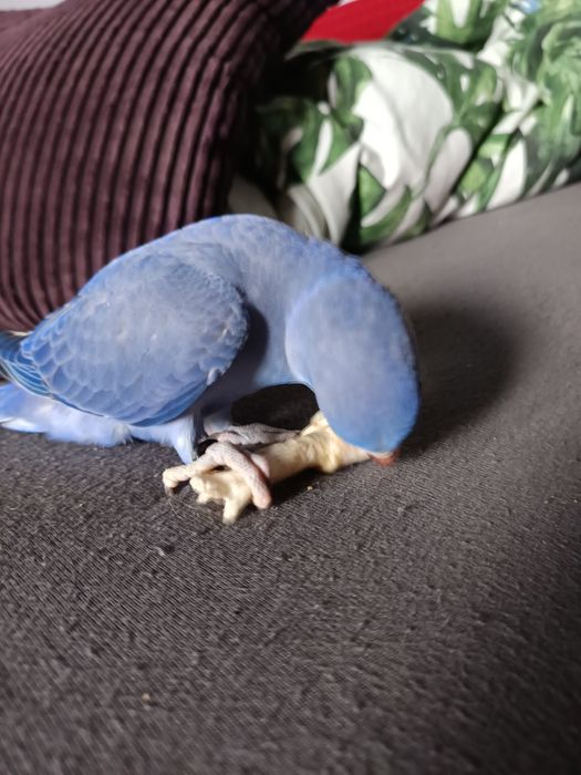 Papuga ręcznie karmiona, oswojona. Młoda z maja 2025r.