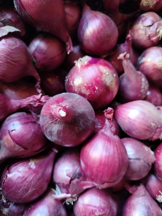 Sprzedam cebulę wysadke