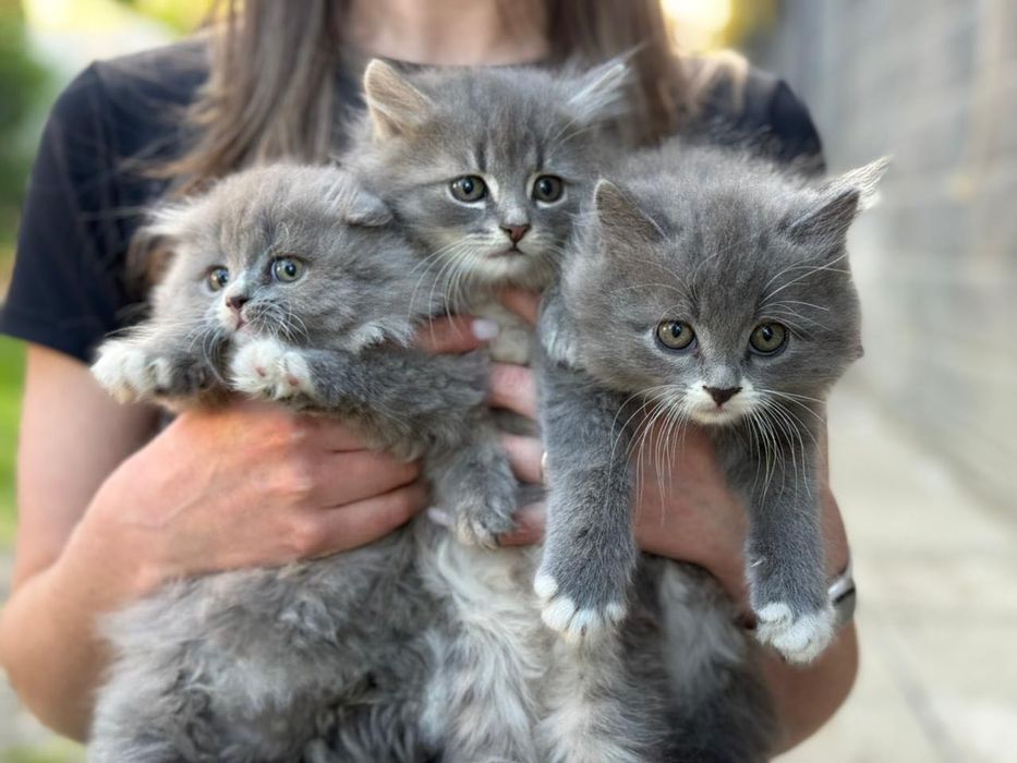 Кошенята шотландські вислоухі