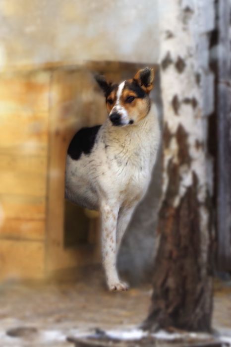 Красиві, вакциновані і стерилізовані собачки в добрі руки